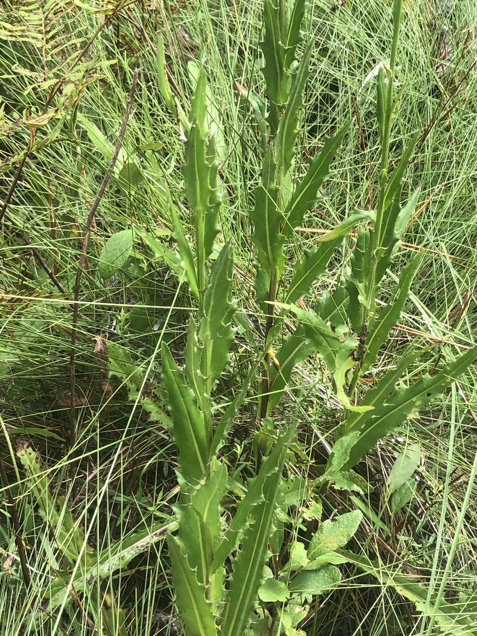 Image of Le Conte's thistle