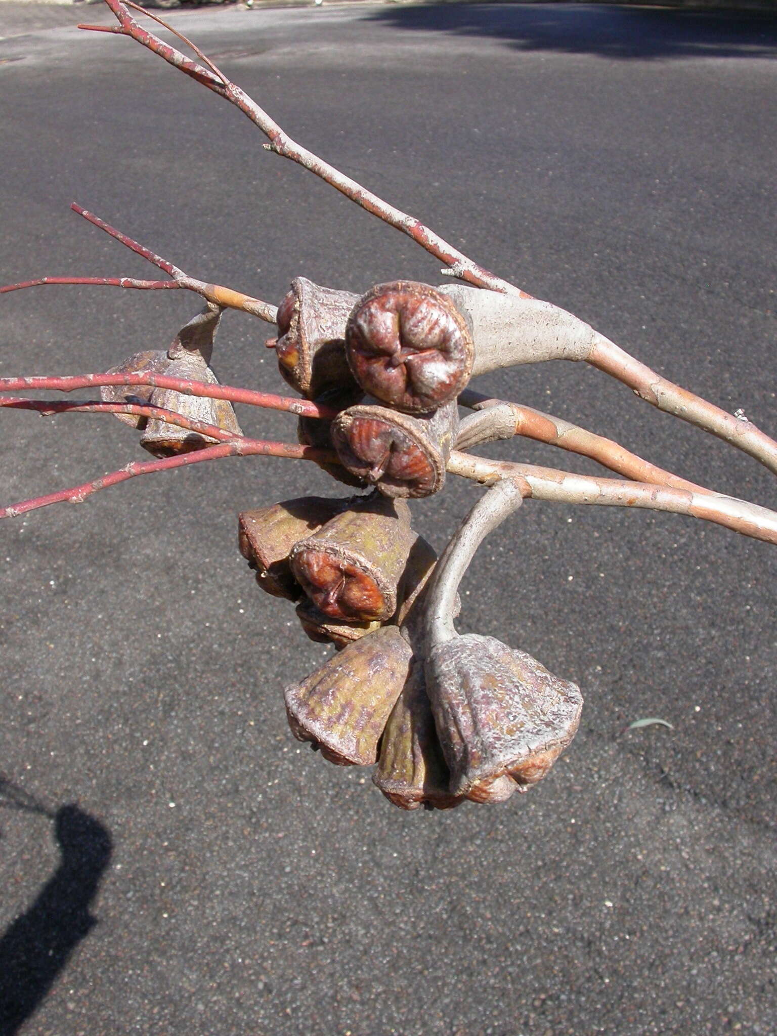 Image of Eucalyptus megacornuta C. A. Gardner