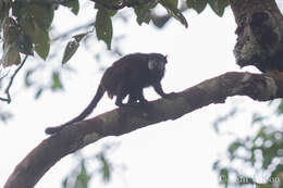 Image of Mottle-face Tamarin