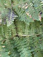 Imagem de Dryopteris unidentata (Hook. & Arn.) C. Chr.