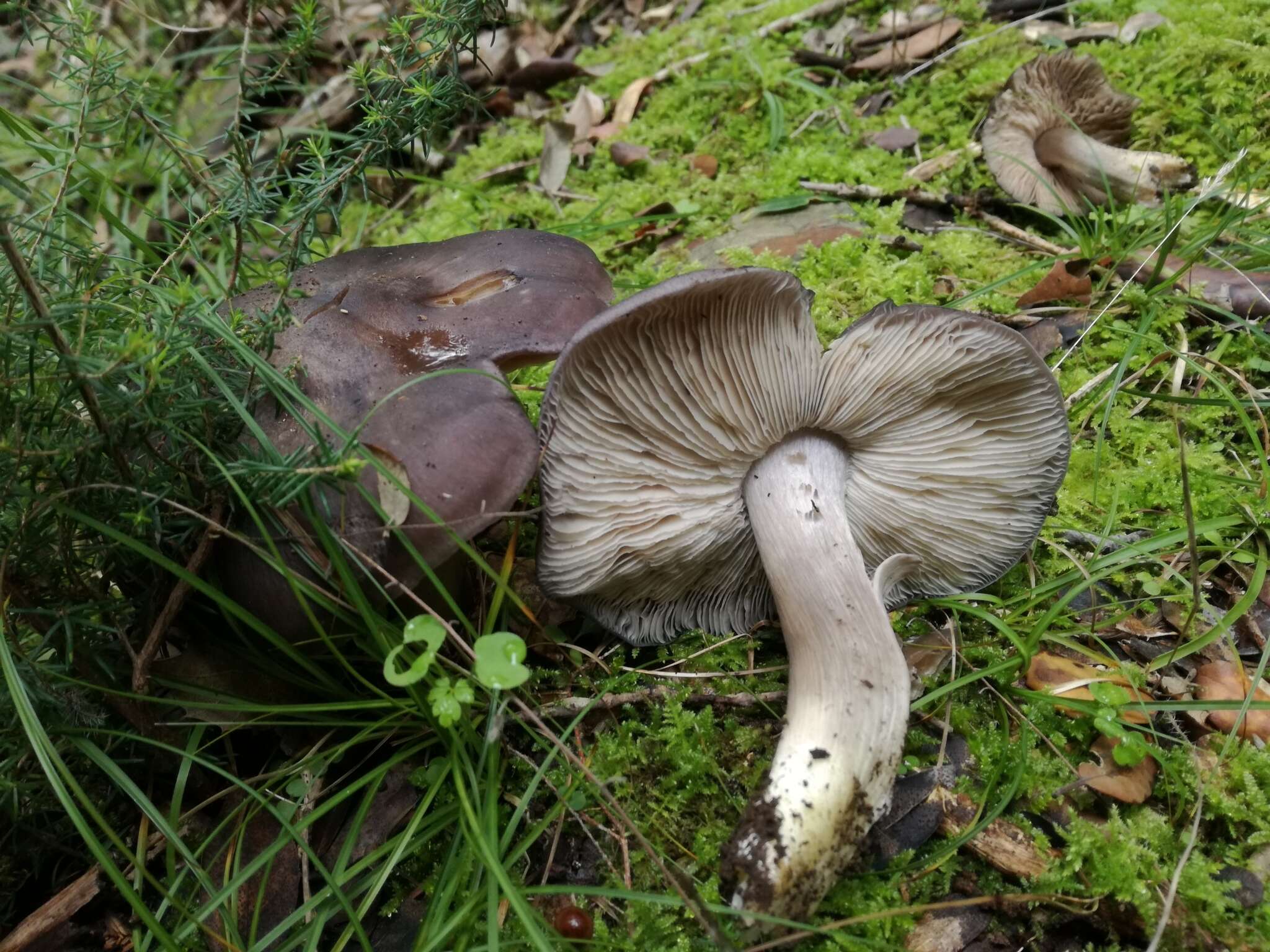 Image of Entoloma madidum Gillet 1876