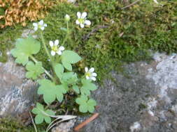 Imagem de Saxifraga rivularis subsp. rivularis