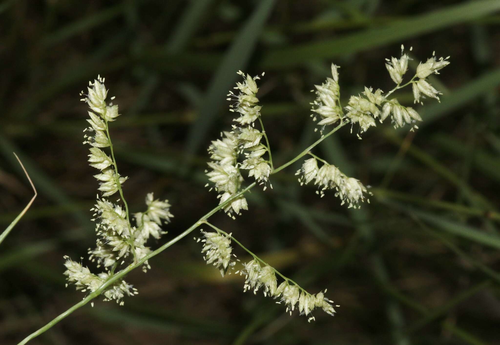 Image of African lovegrass