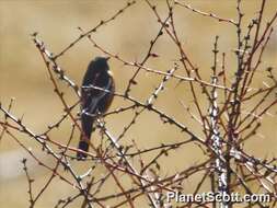 Image of White-throated Redstart