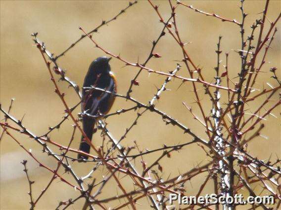 Image of White-throated Redstart