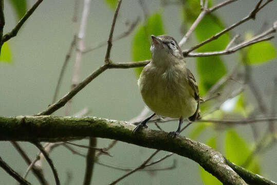 Image of Rough-legged Tyrannulet