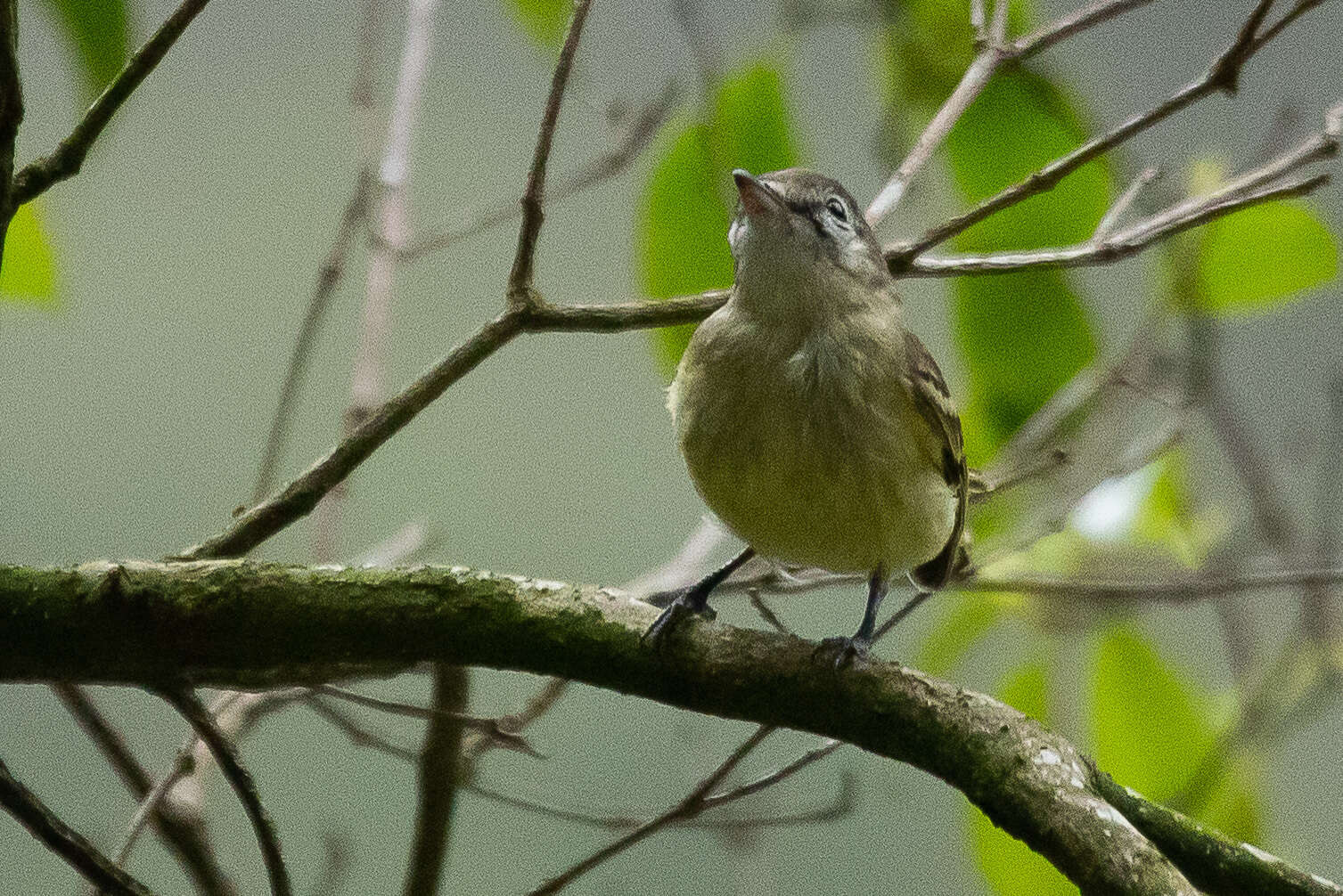 Image of Rough-legged Tyrannulet