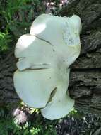 Image of Pleurotus populinus O. Hilber & O. K. Mill. 1993