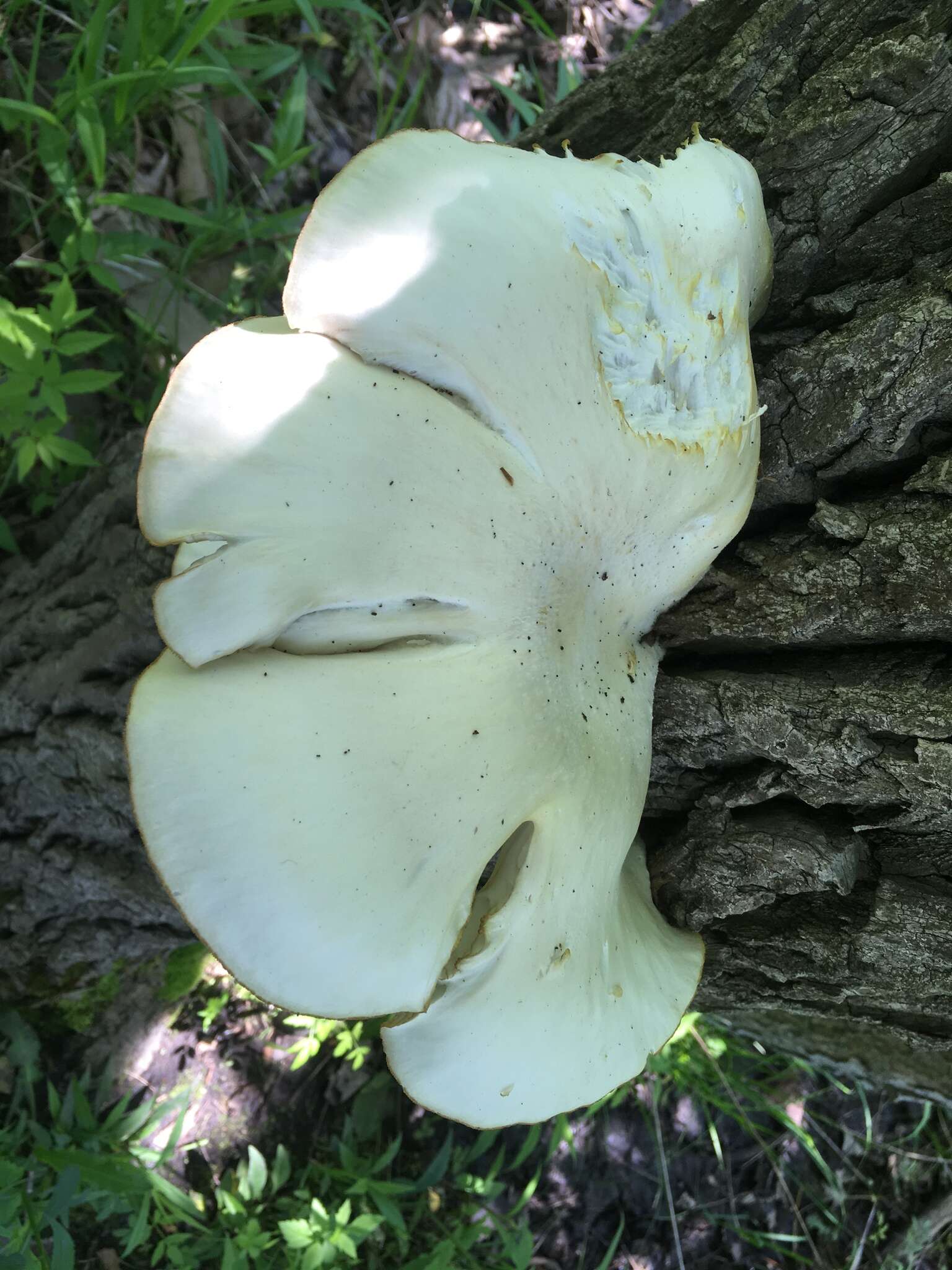 Image of Pleurotus populinus O. Hilber & O. K. Mill. 1993