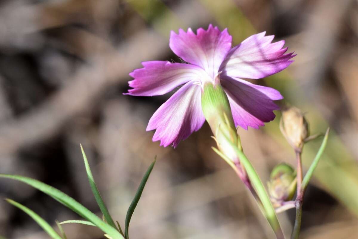 Image of China pink