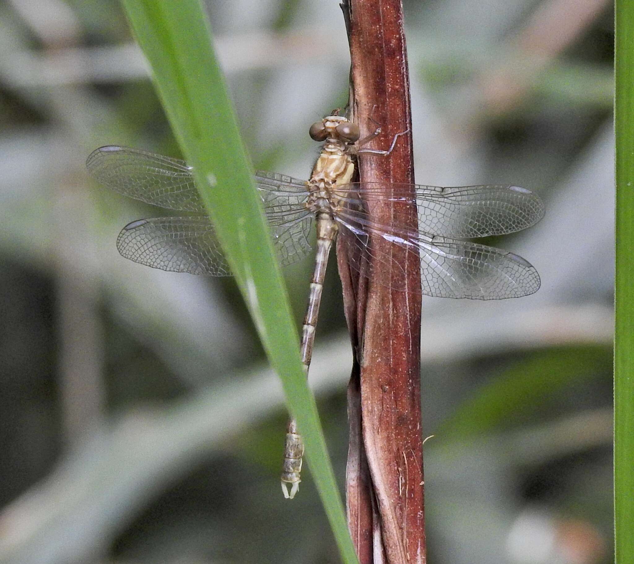 Image of Hemigomphus comitatus (Tillyard 1909)