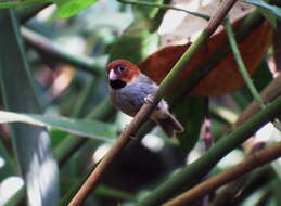 Image of Short-tailed Parrotbill