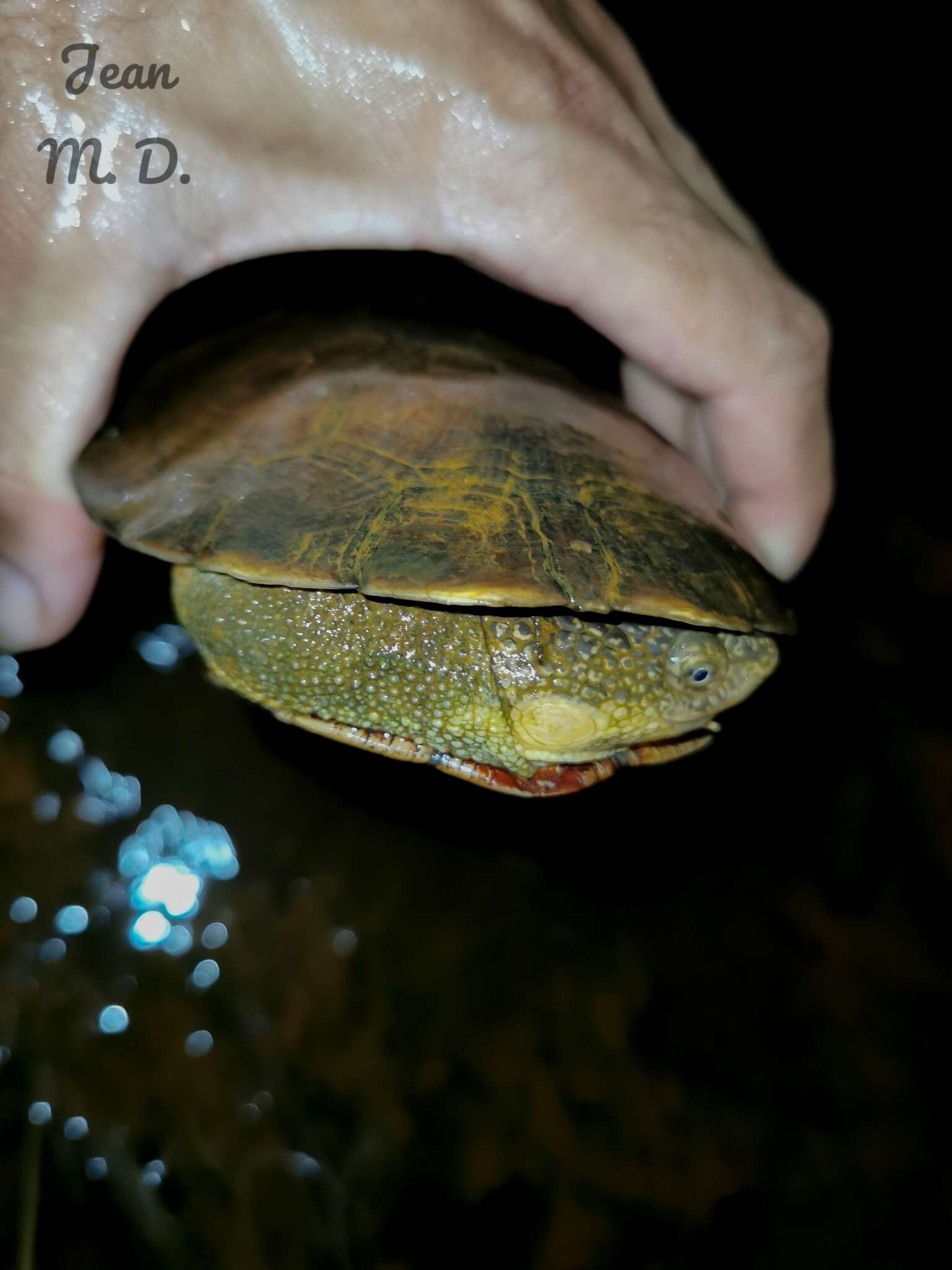 Image of Vanderhaege’s Toadhead Turtle