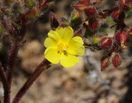 Crocanthemum greenei (B. L. Rob.) Sorrie resmi