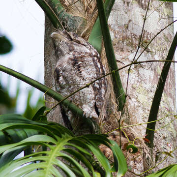 Image of Papuan Frogmouth