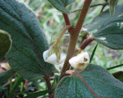 Image of Diospyros galpinii (Hiern) De Winter