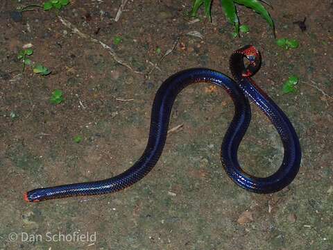 Image of Black Pipe Snake