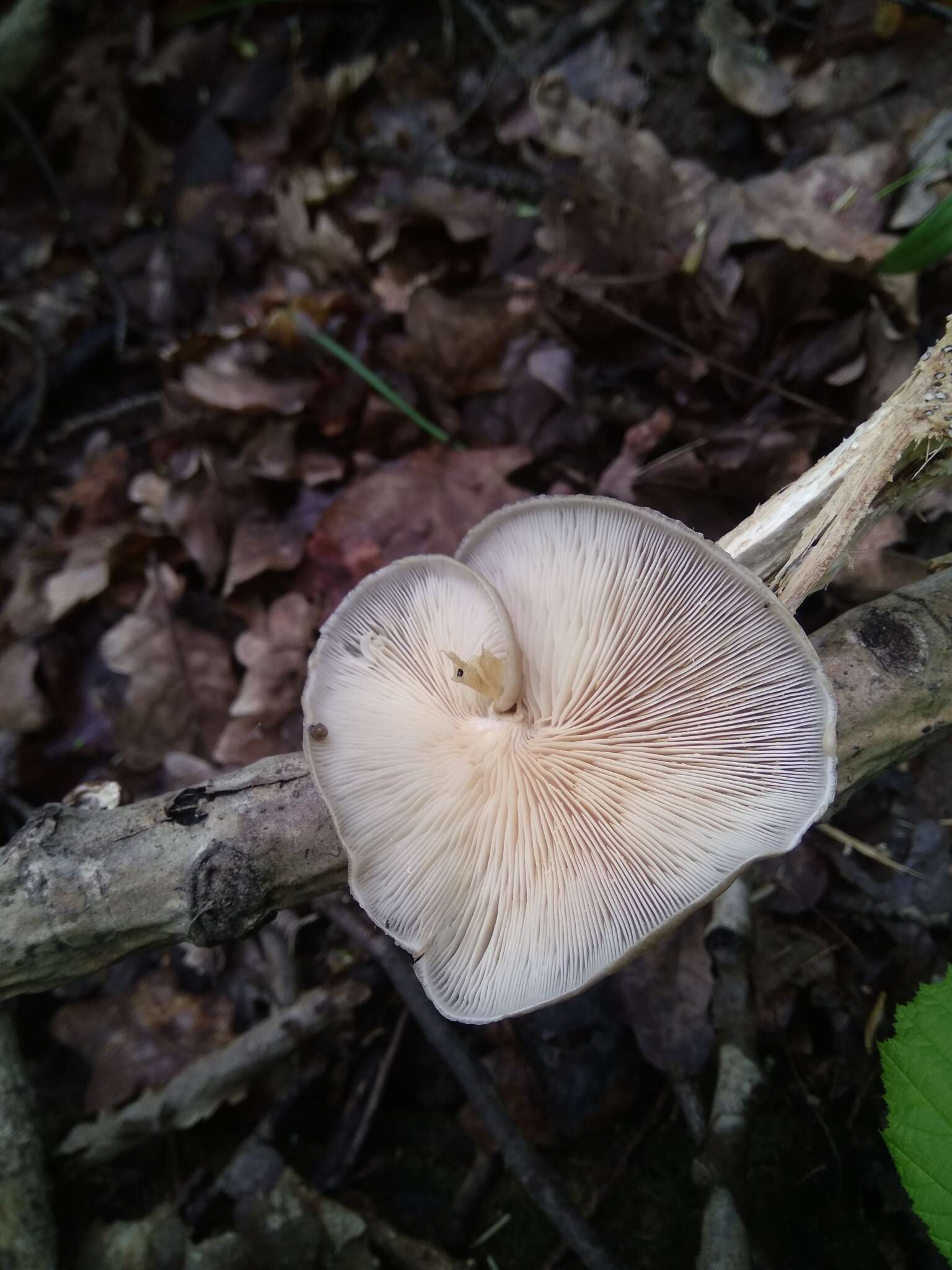 Слика од Pleurotus calyptratus (Lindblad ex Fr.) Sacc. 1887