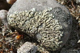 Image of Mougeot's xanthoparmelia lichen