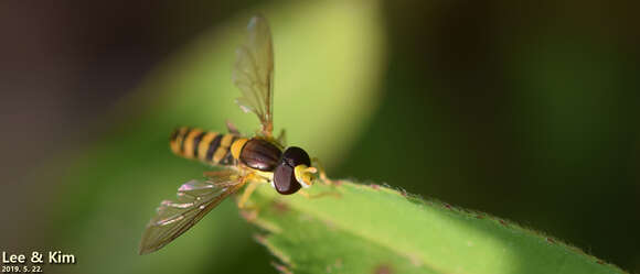 Image of Sphaerophoria menthastri (Linnaeus 1758)