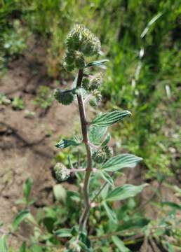 Phacelia heterophylla var. virgata (Greene) R. D. Dorn的圖片