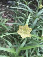 Image of Fritillaria thunbergii Miq.