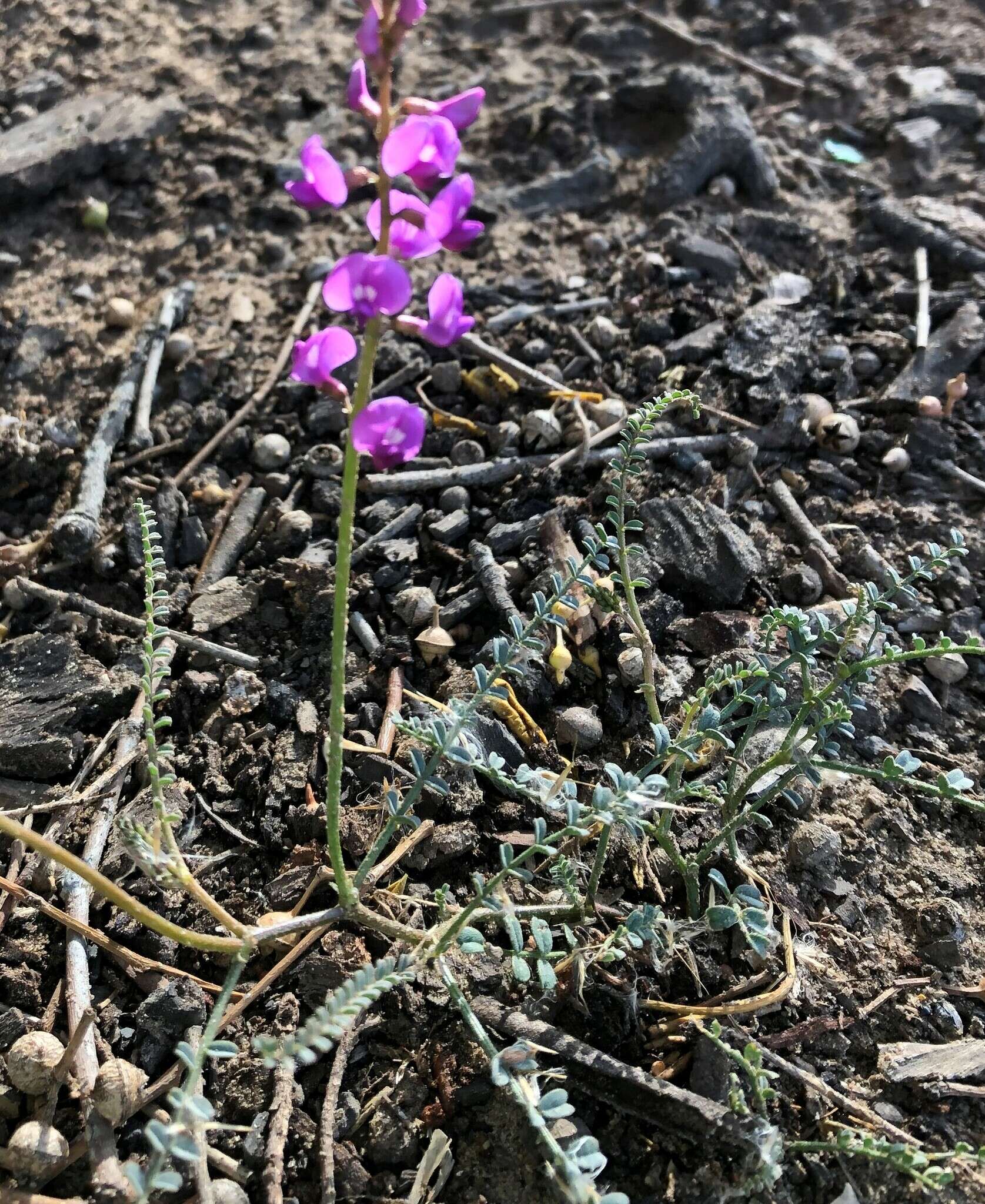 Plancia ëd Swainsona microphylla A. Gray