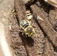 صورة Anthidium banningense Cockerell 1904