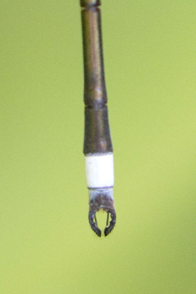 Image of Swamp Spreadwing