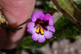 Image of Slender-Stem Monkey-Flower