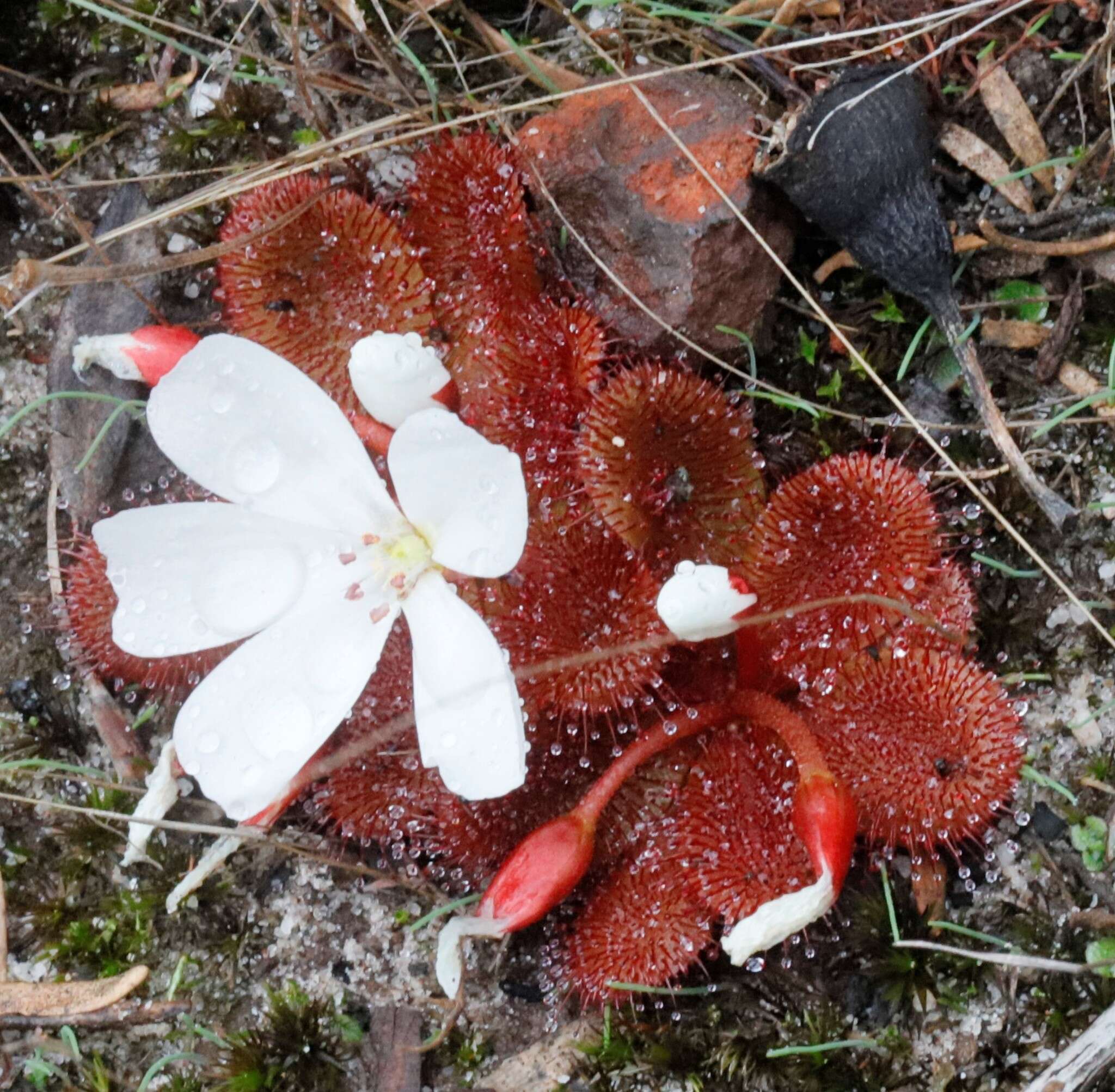 Image of Drosera rosulata Lehm.