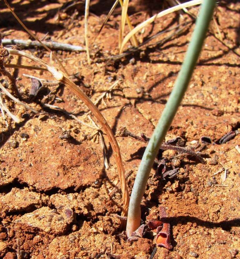 Image de Albuca longipes Baker