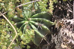 Image of Emory's barrel cactus