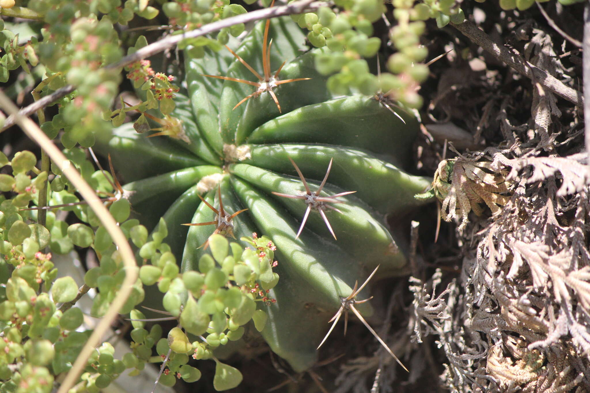 Image of Emory's barrel cactus