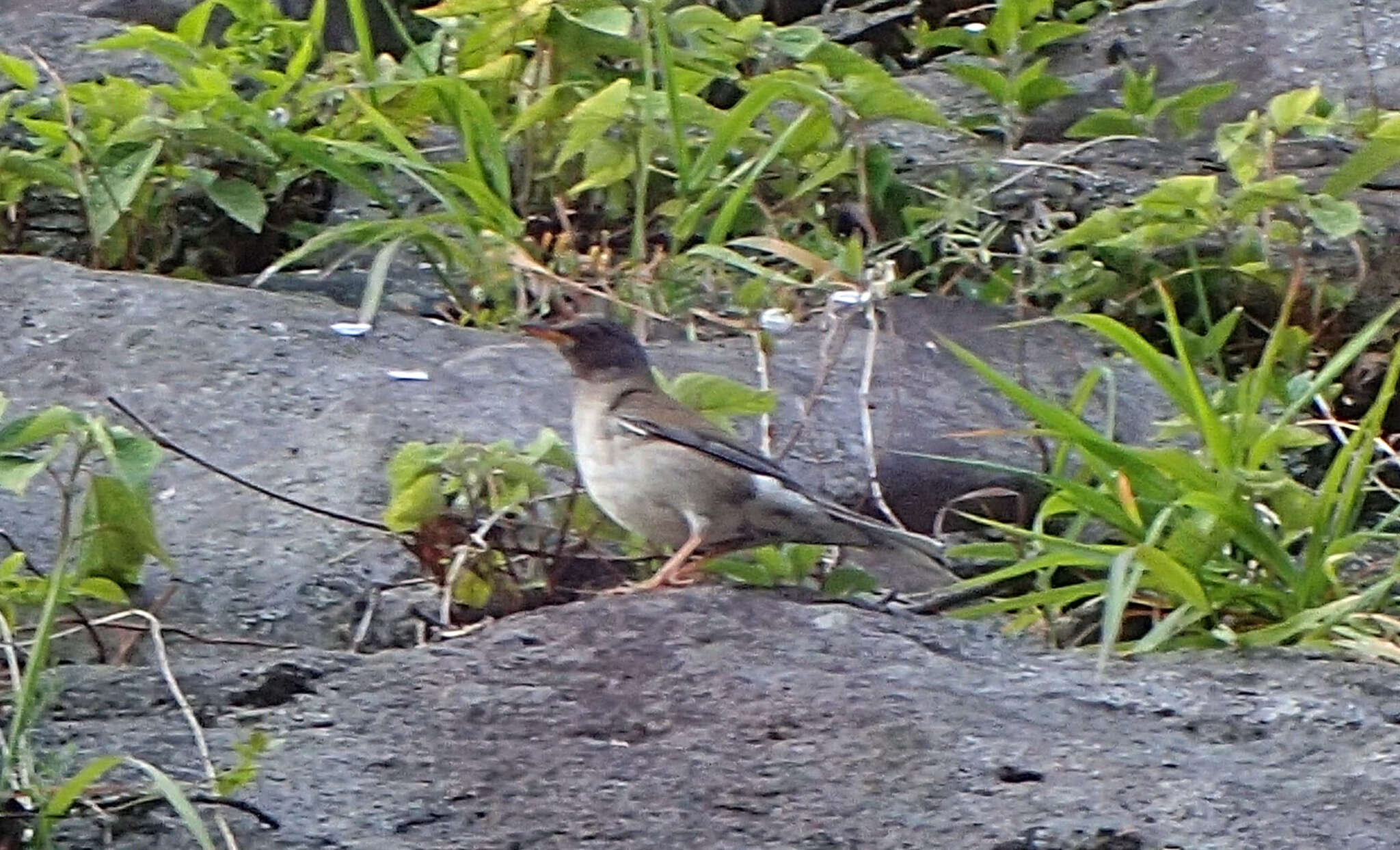 Image of Pale Thrush