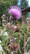 Слика од Cirsium dealbatum Bieb.