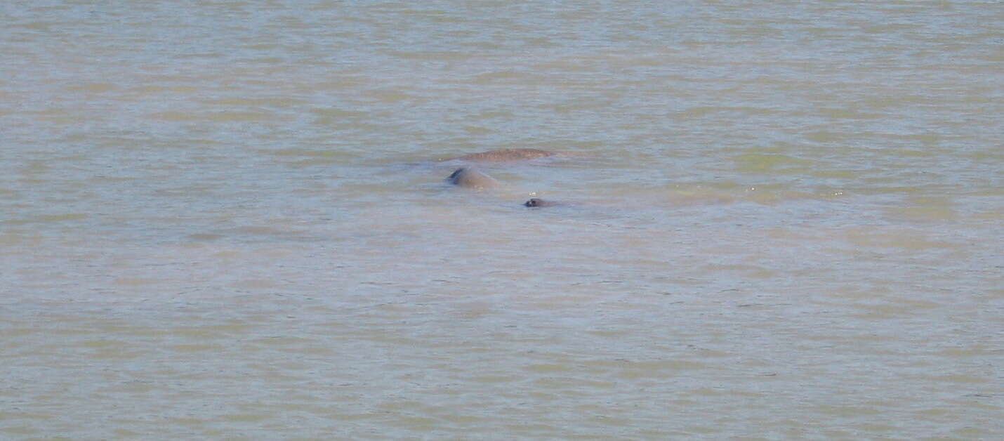 Image of manatees