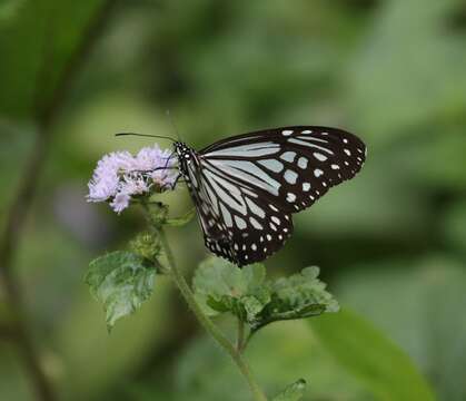 صورة Parantica aglea Cramer 1781