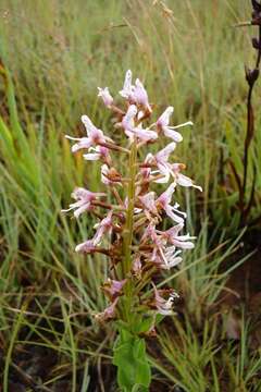 صورة Disa patula var. patula