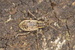 Plancia ëd Phyllobius (Pterygorrhynchus) contemptus Schoenherr 1832