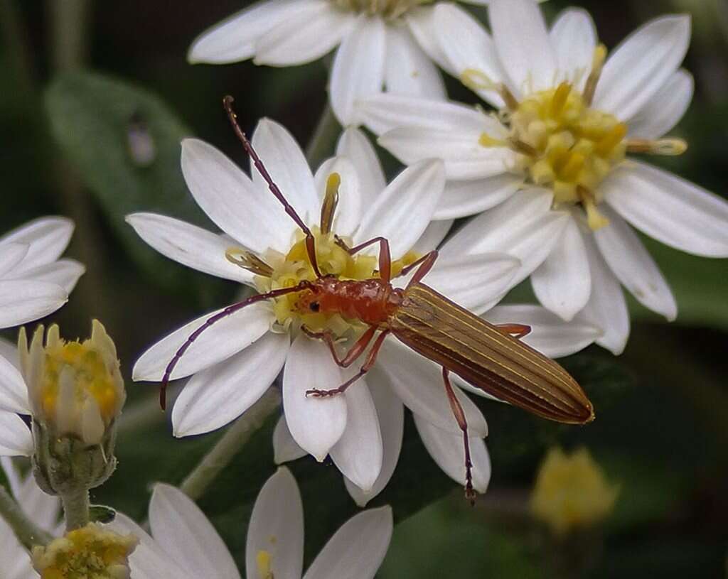 Image of Stenoderus concolor MacLeay 1826