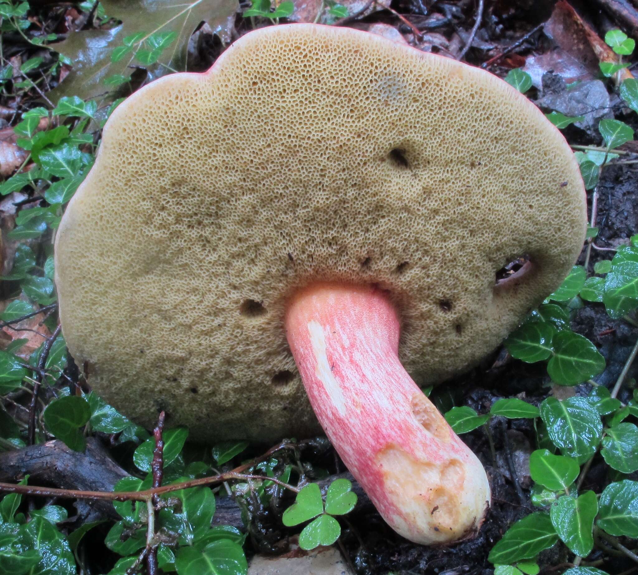 Sivun Boletus miniatopallescens A. H. Sm. & Thiers 1971 kuva