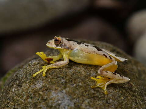 Image of Leptomantis bimaculatus Peters 1867