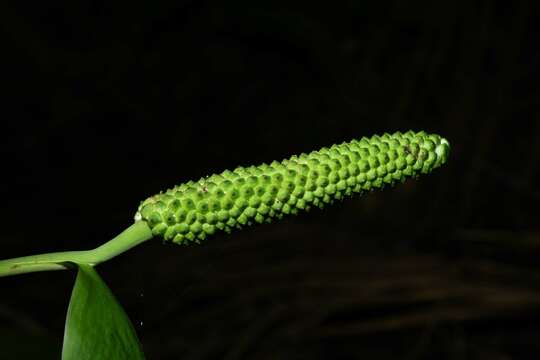 Image of Spathiphyllum humboldtii Schott