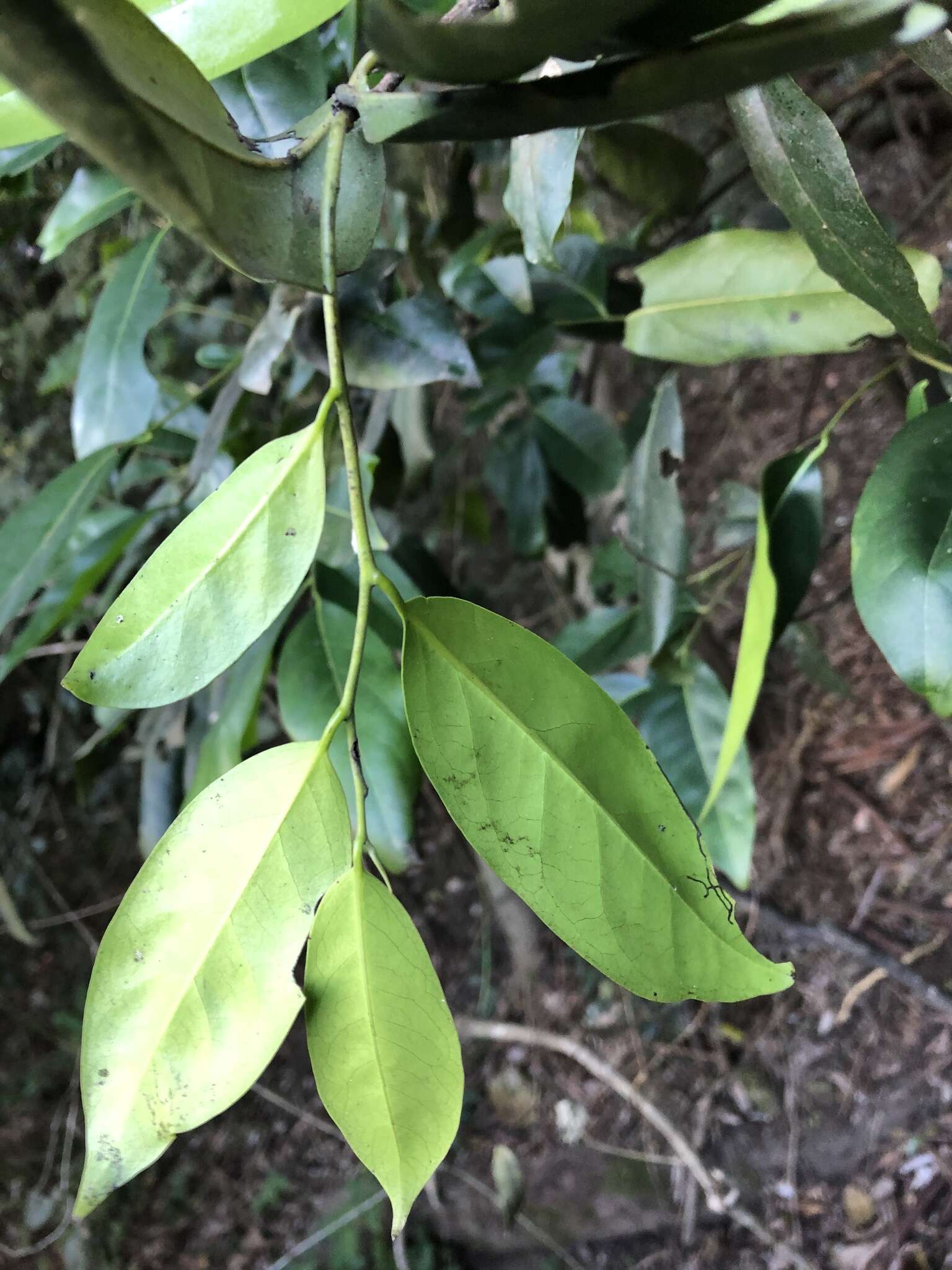 Diospyros fasciculosa (F. Muell.) F. Muell.的圖片