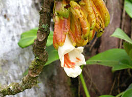 Imagem de Drymonia macrantha (Donn. Sm.) D. N. Gibson