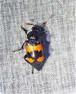 Image of Nicrophorus (Nicrophorus) olidus (Matthews & A. 1887)