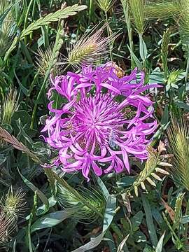 Plancia ëd Centaurea polyacantha Willd.