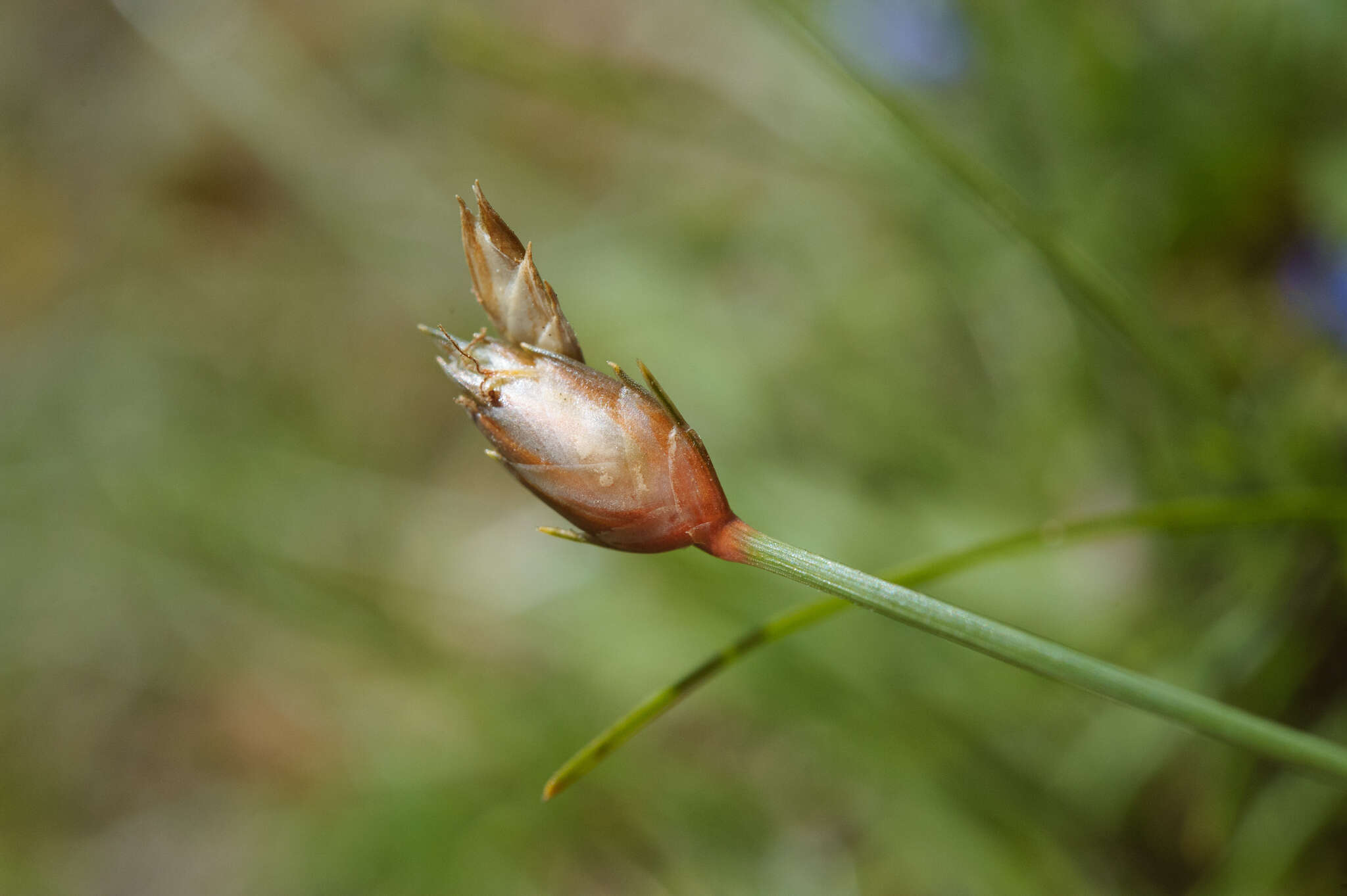 Image of Flat-Spike Sedge