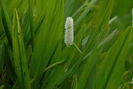 Image of Pontederia reflexa